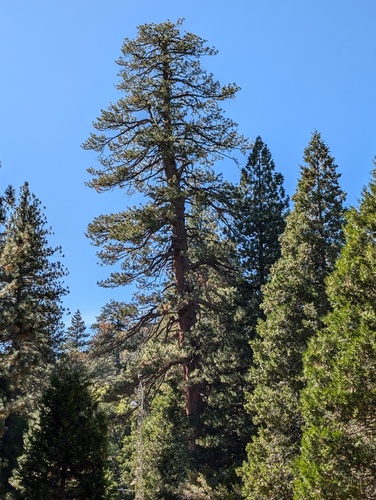 iNaturalist observation photo of Western Ponderosa Pine