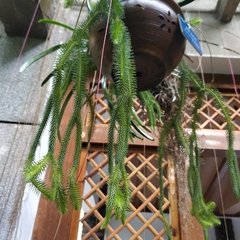 Phlegmariurus squarrosus