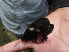 Parides iphidamas
