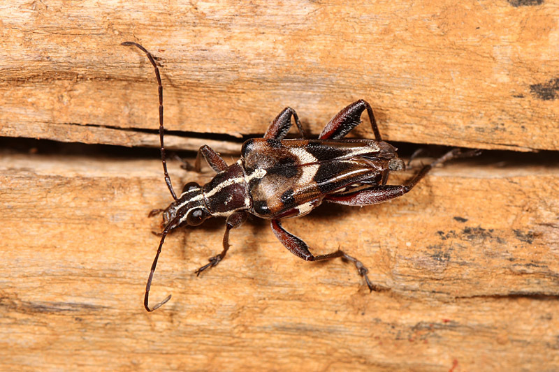 Anthribola femorata
