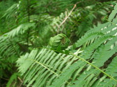 Olethreutes osmundana