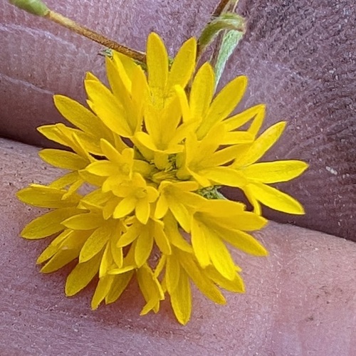 iNaturalist observation photo of valley lessingia