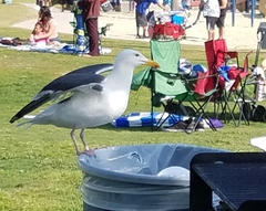 Larus occidentalis