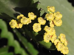 Euphorbia ammak