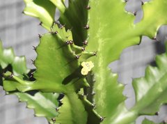 Euphorbia ammak
