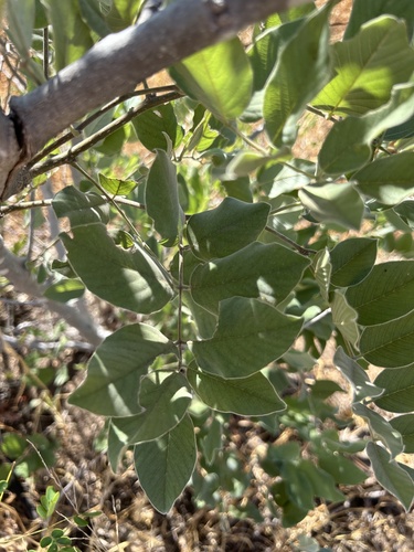 Piscidia mollis