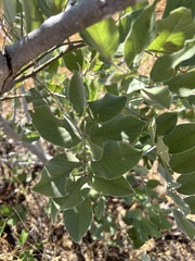 Piscidia mollis