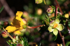 Hibbertia hypericoides