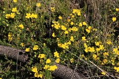 Hibbertia hypericoides