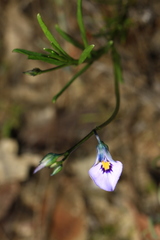 Pigea calycina