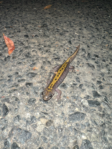 Long-toed Salamander