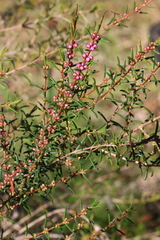 Hypocalymma robustum