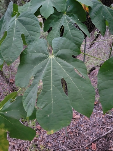 Image of Firmiana simplex by (c) Jake Rehage, some rights reserved (CC BY)