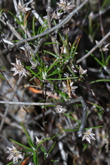 Laxmannia ramosa ramosa