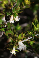 Styphelia conostephioides