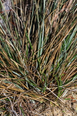 Lomandra caespitosa