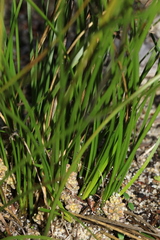 Lomandra caespitosa
