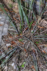 Lomandra hermaphrodita