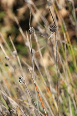 Mesomelaena pseudostygia