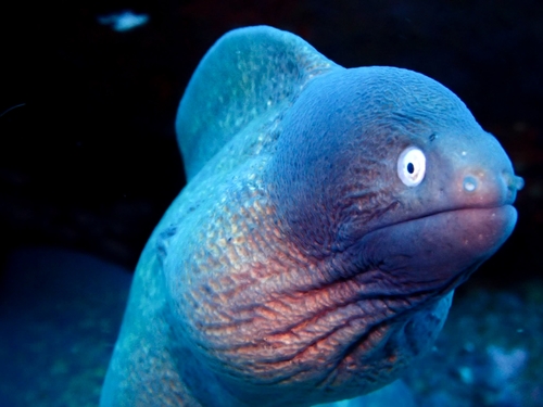 Freckled moray (Gymnothorax thyrsoideus) — Muraenidae — 3
