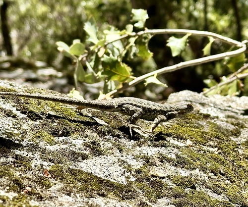 iNaturalist observation photo of Western Fence Lizard