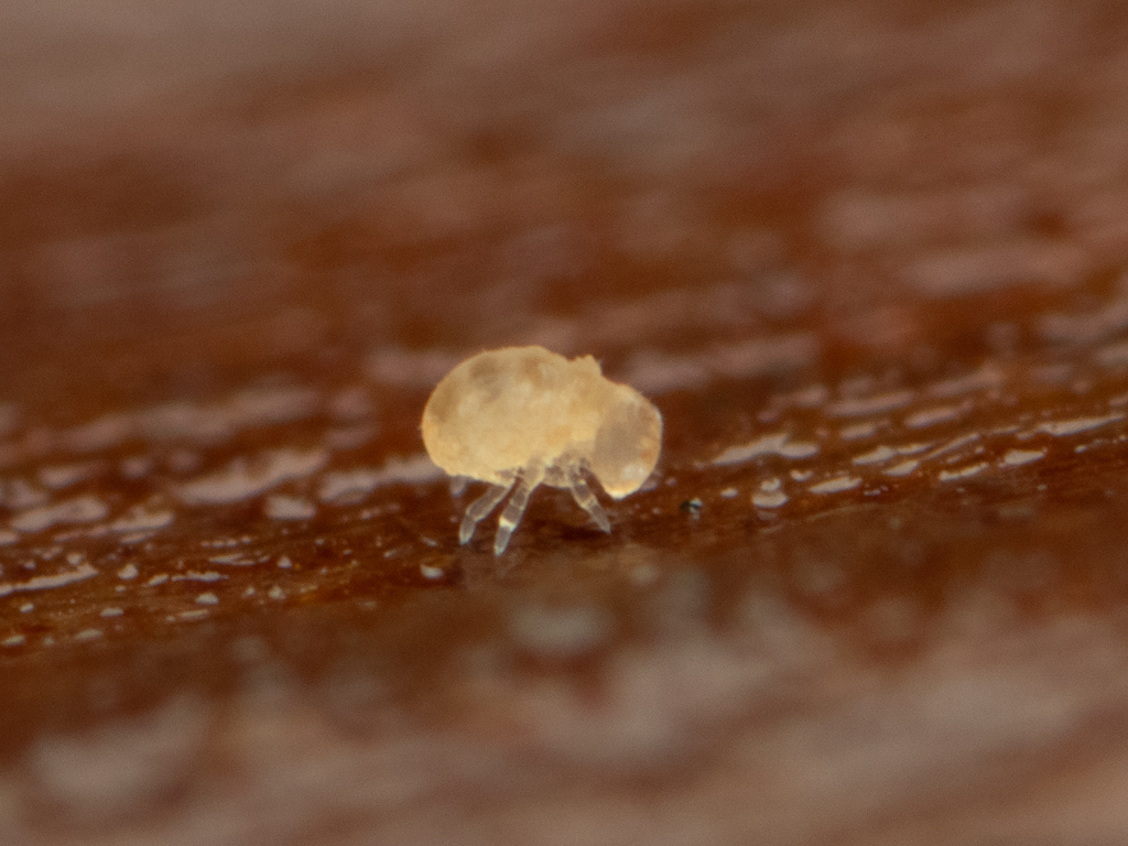 Megalothorax minimus V.Willem, 1900
