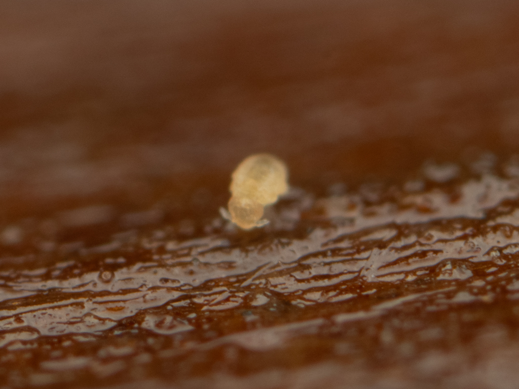 Megalothorax minimus V.Willem, 1900