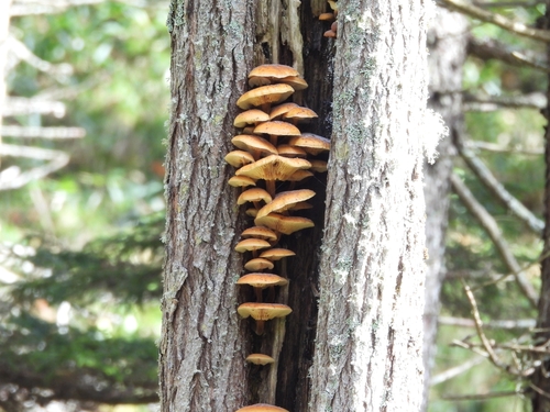 Flammulina velutipes