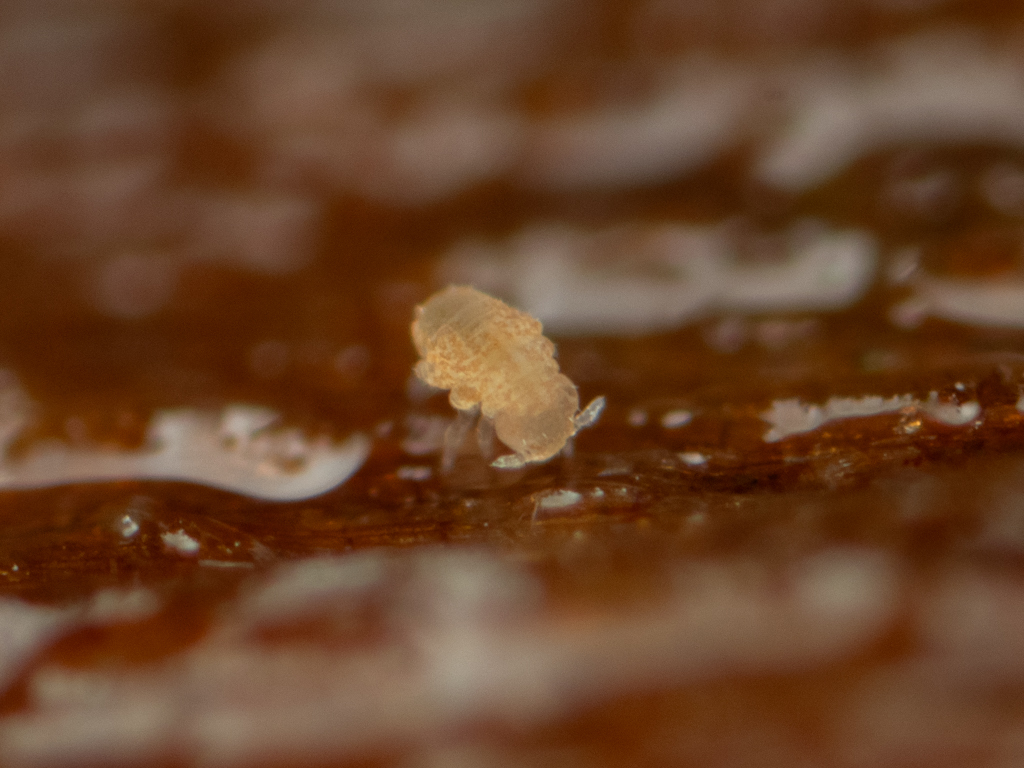 Megalothorax minimus V.Willem, 1900