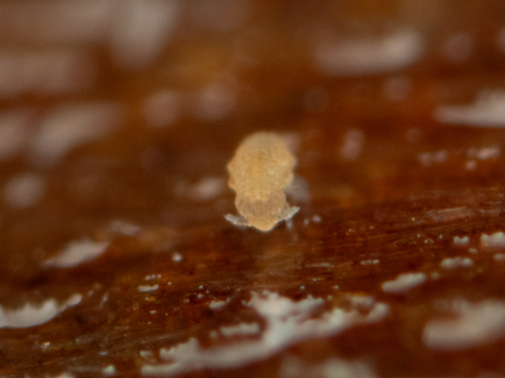 Megalothorax minimus V.Willem, 1900