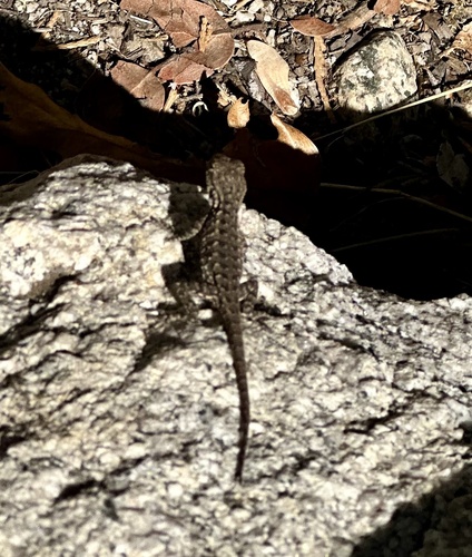 iNaturalist observation photo of Common Sagebrush Lizard