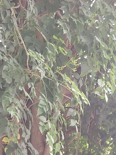 Image of Cork tree by (c) Raja Sekhar Chimirala, some rights reserved (CC BY)