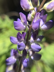 Lupinus arbustus