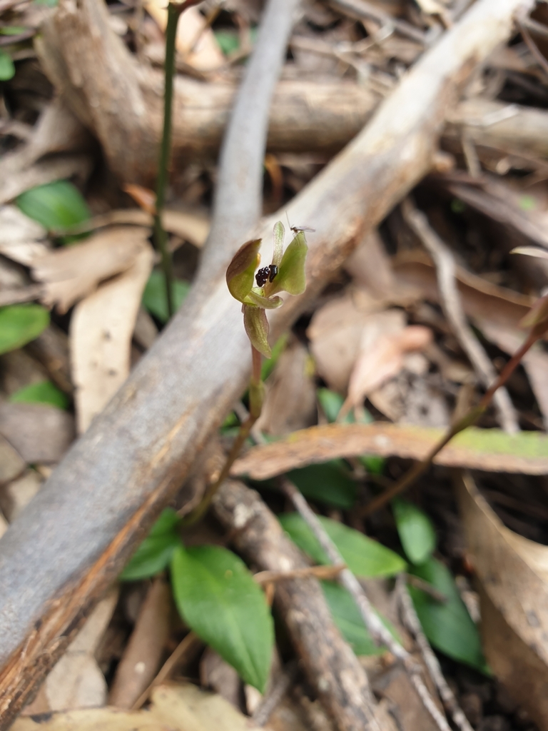 Chiloglottis trapeziformis