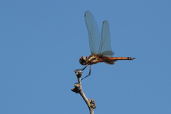 Tramea darwini