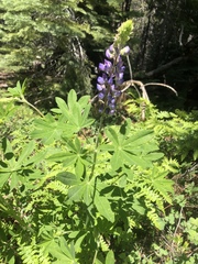 Lupinus arbustus