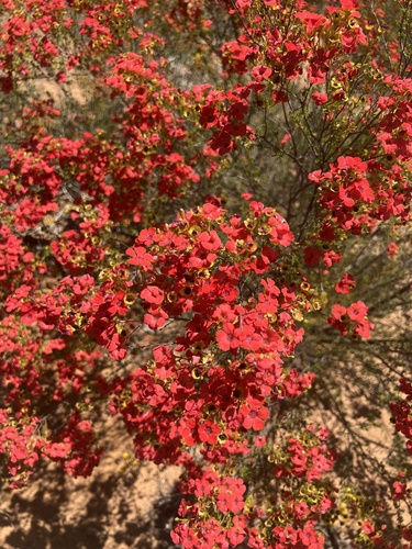 Pileanthus vernicosus, photograph 1