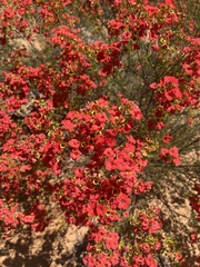 Pileanthus vernicosus, photograph (c) Katherine Parys, some rights reserved (CC BY)