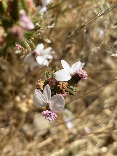 Image of Calycadenia multiglandulosa by (c) fern Wildtruth, some rights reserved (CC BY)