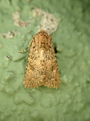 Anarta trifolii