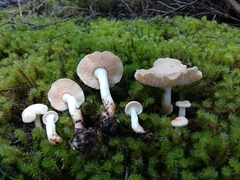 Hydnum crocidens crocidens