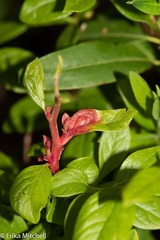 Exobasidium vaccinii