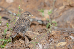 Emberiza