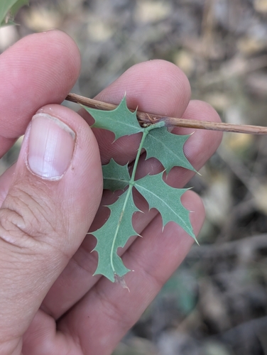 Image of Berberis haematocarpa by (c) sdash, some rights reserved (CC BY)