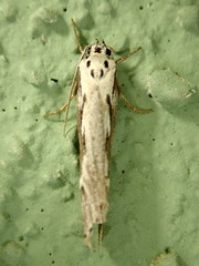 Ethmia discostrigella