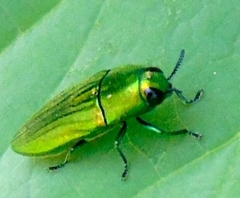 Agaeocera scintillans