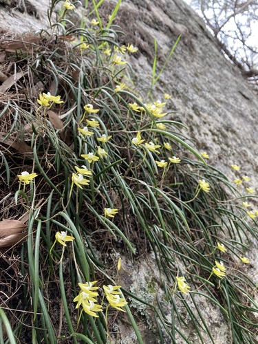 Image of Dendrobium striolatum by (c) fungihunter, some rights reserved (CC BY)
