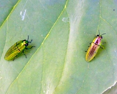 Agaeocera scintillans