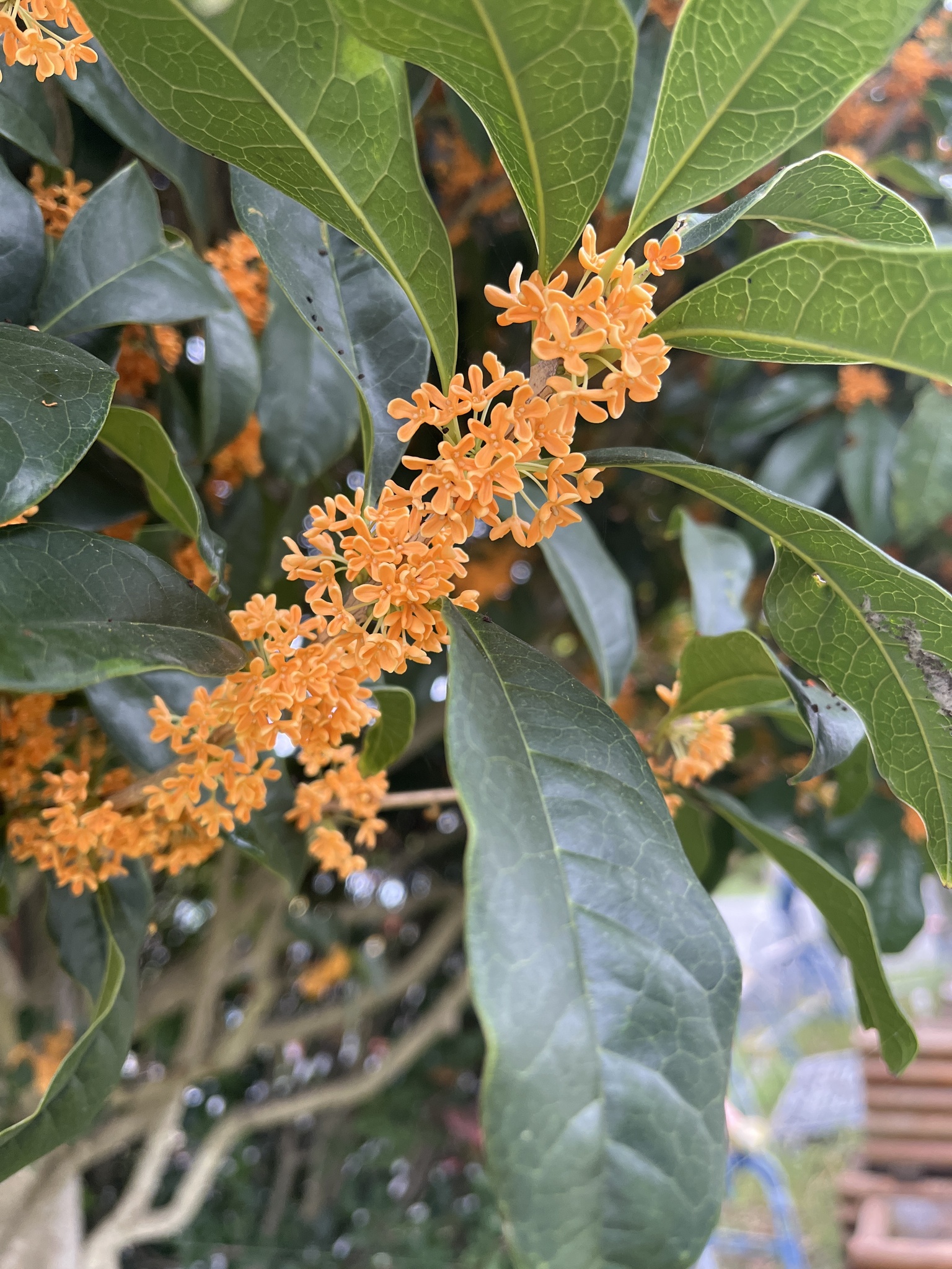 Osmanthus fragrans var. aurantiacus