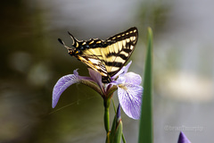 Papilio canadensis